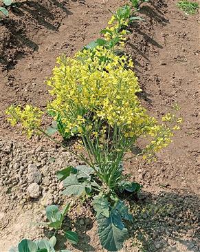  Plant with inflorescence